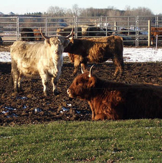 Photo of several Scottish Highland cattle.