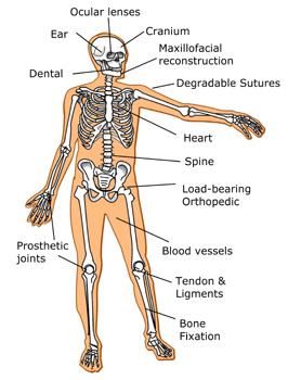 labeled body diagram