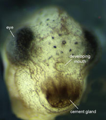 Frontal view of Xenopus tailbud stage as mouth forms.