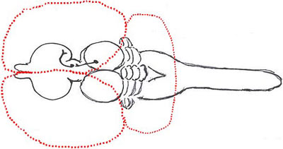 Evolutionary expansion of the vertebrate brain.