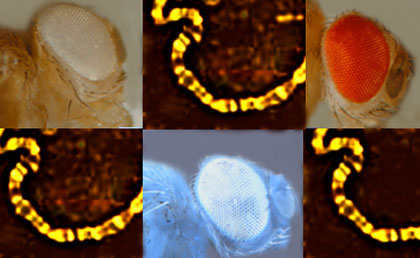 Different colored eyes in Drosophila, and gene fragments. The different eye colors are indicators of genetic variability.