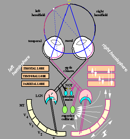 Diagrammatic representation of the visual system in primates.