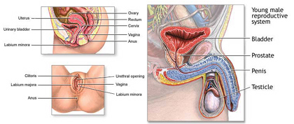 Human reproductive system.