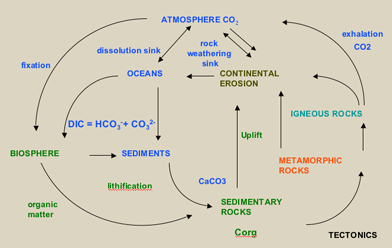 Biogeochemical Carbon Cycle.