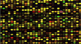 Color photo of a gene array.