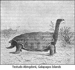 A drawing of the Testudo Abingdonii, Galapagos Islands.