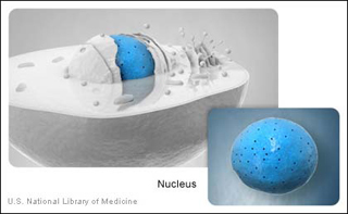 Illustration of a cell nucleus in which the nucleus is shown as a blue sphere.