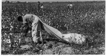 Daylaborer, cotton picker. Lake Dick Project, Arkansas.