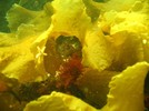 Photograph of a small starfish on a piece of seaweed.