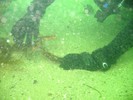 Photograph of the divers playing with a lobster.