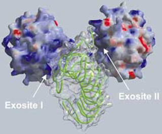 Diagram of charge distribution on thrombin.