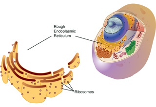 An illustration showing an animal cell, alongside a close-up view of the endoplasmic reticulum. An illustration showing an animal cell, alongside a close-up view of the endoplasmic reticulum.