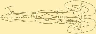 Recently evolved long sensory and motor pathways in the mammalian brain. Dorsal view of embryonic central nervous system.