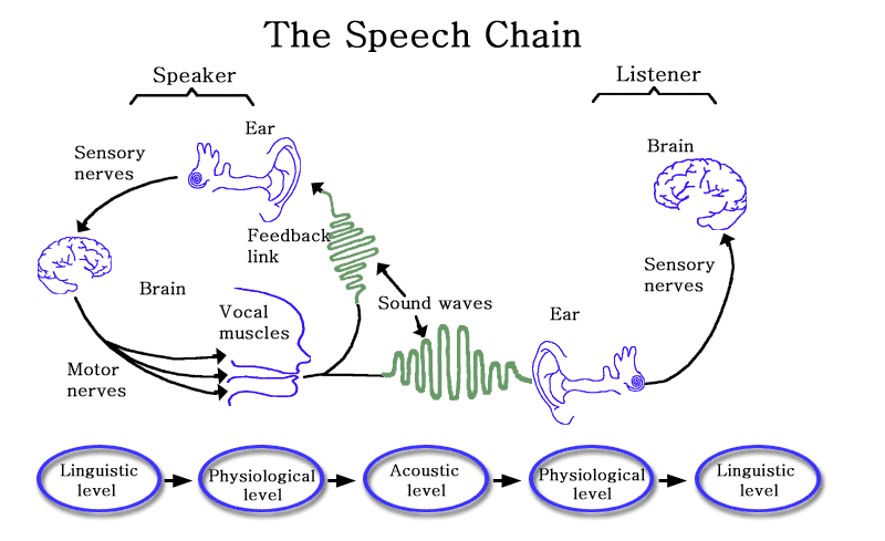 Speech study. Speech Chain. Aspects of Speech Sounds. Functional aspect of Speech Sounds. Acoustic aspect of Speech Sounds.