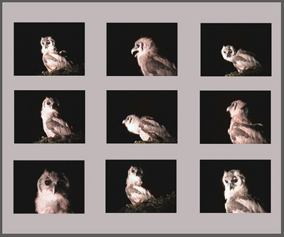 Photos of an owl at night.