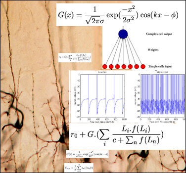 Neurons and some equations used to model neuronal behavior.