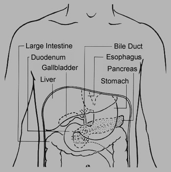 Upper digestive tract.