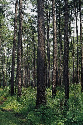 Woodland in South Carolina.