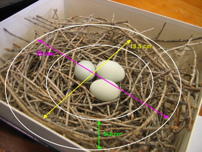 Stick nest of the green heron.