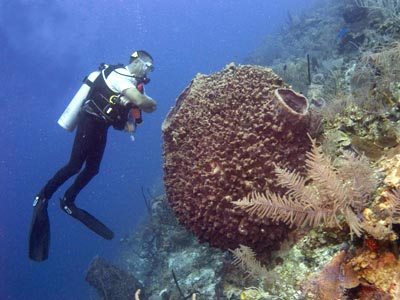 A diver confronts a barrel sponge in the waters off Belize.