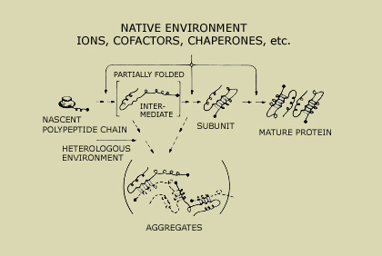 Protein folding factors.