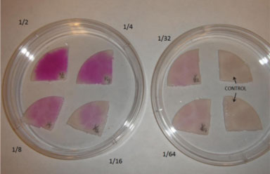 Photo of eight pad samples with varying pink color intensity, from most intense at ½ dilution to very light pink at 1/64 dilution.