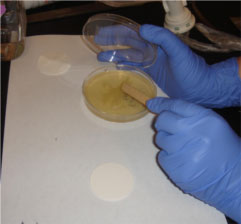 Gloved hands swabbing a plate of E. coli.