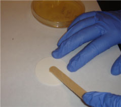 Gloved hands, wiping swab on a pad.