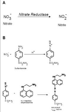 Chemical process diagram for nitrate reductase.