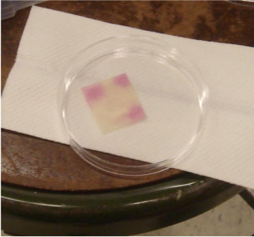 Photo of paper after reaction, showing three sections of pink.