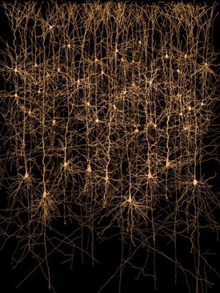 Photograph of neurons in a column.