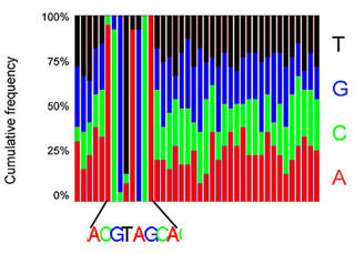 A chart showing the culmative frequency of each of the four bases found in an DNA sample. 